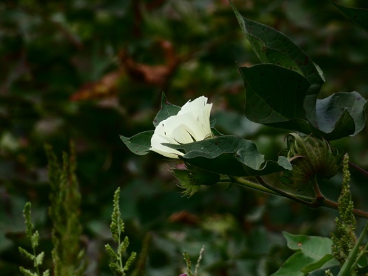 {Gossypium hirsutum}